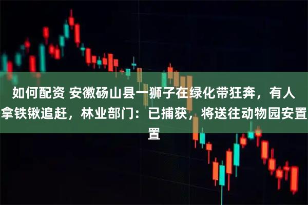 如何配资 安徽砀山县一狮子在绿化带狂奔，有人拿铁锹追赶，林业部门：已捕获，将送往动物园安置